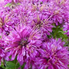 MONARDA 'Pardon Me Purple' - Monarde