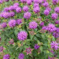 MONARDA 'Purple Lace' - Monarde