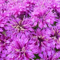 MONARDA 'Purple Lace' - Monarde