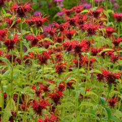 MONARDA 'Squaw' - Monarde