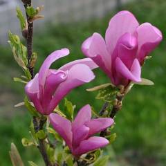 MAGNOLIA 'Liliflora Nigra' - Magnolia à fleurs de Lys 'Liliflora Nigra'