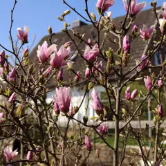 MAGNOLIA 'Liliflora Nigra' - Magnolia à fleurs de Lys 'Liliflora Nigra'