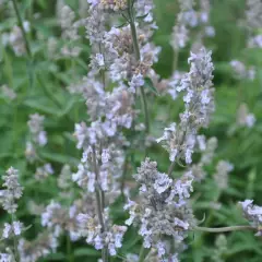 NEPETA faassenii 'Gletschereis' - Menthe aux Chats odorante