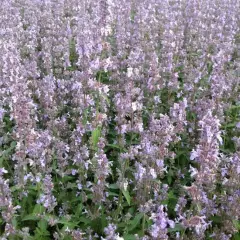 NEPETA faassenii 'Gletschereis' - Menthe aux Chats odorante