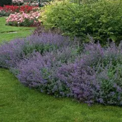 NEPETA faassenii 'Kit Cat' - Menthe aux Chats odorante