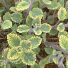 NEPETA faassenii 'Six Hills Giant Gold' - Menthe aux Chats odorante