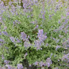 NEPETA faassenii 'Six Hills Giant Gold' - Menthe aux Chats odorante