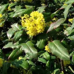 MAHONIA aquifolium - Mahonia à feuilles de houx