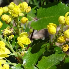 MAHONIA aquifolium - Mahonia à feuilles de houx