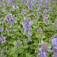 NEPETA grandiflora 'Zinser’s Giant' - Menthe aux chats