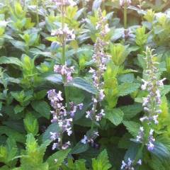 NEPETA nuda 'Accent' - Chataire