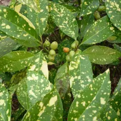 AUCUBA japonica 'Variegata' - Aucuba à feuilles panachées