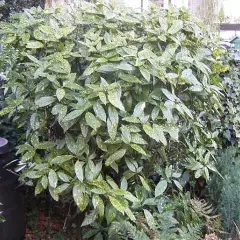 AUCUBA japonica 'Variegata' - Aucuba à feuilles panachées