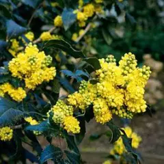 MAHONIA aquifolium 'Apollo' - Mahonia à feuilles de houx 'Apollo'