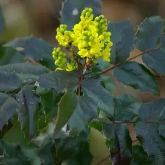 MAHONIA aquifolium 'Apollo' - Mahonia à feuilles de houx 'Apollo'