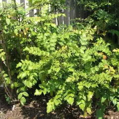 MAHONIA japonica 'Bealei' - Mahonia japonais Bealei