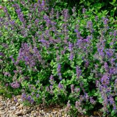 NEPETA racemosa 'Little Titch' - Chataire