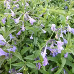 NEPETA sibirica 'Souvenir d'André Chaudron'