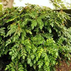 MAHONIA japonica 'Hivernant' - Mahonia japonais Hivernant