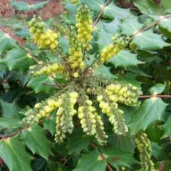 MAHONIA japonica 'Hivernant' - Mahonia japonais Hivernant