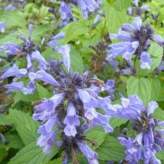 NEPETA subsessilis 'Laufen' - Chataire