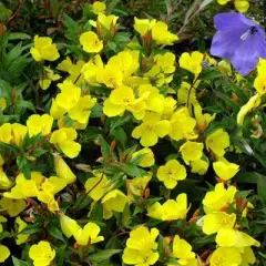 OENOTHERA fruticosa 'Erica Robin' - Oenothère