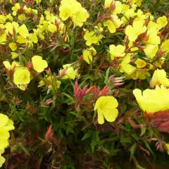 OENOTHERA fruticosa 'Erica Robin' - Oenothère