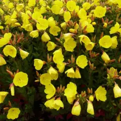 OENOTHERA fruticosa 'Michelle Ploeger'