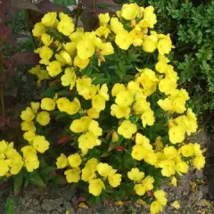 OENOTHERA fruticosa 'Michelle Ploeger'