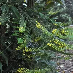 MAHONIA media 'Charity' - Mahonia 'Charity'