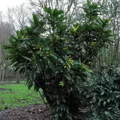 MAHONIA media 'Winter Sun' - Mahonia 'Winter sun'