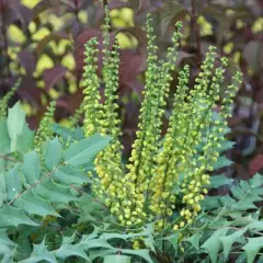 MAHONIA media 'Winter Sun' - Mahonia  'Winter sun'