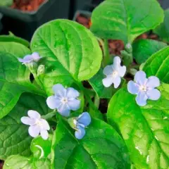 OMPHALODES verna 'Elfenauge'