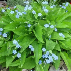 OMPHALODES verna 'Elfenauge'