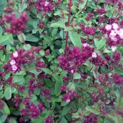 ORIGANUM laevigatum 'Hopleys' - Origan