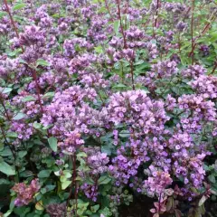 ORIGANUM laevigatum 'Hopleys' - Origan