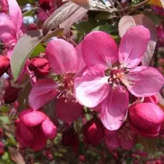 MALUS X 'Coccinella' - Pommier à fleurs, pommier d'ornement