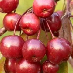 MALUS X 'Coccinella' - Pommier à fleurs, pommier d'ornement