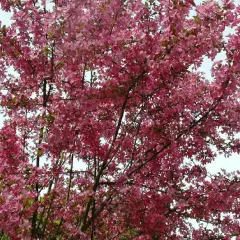 MALUS X 'Coccinella' - Pommier à fleurs, pommier d'ornement