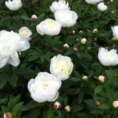 PAEONIA lactiflora 'Immaculée' - Pivoine de Chine