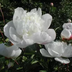 PAEONIA lactiflora 'Immaculée' - Pivoine de Chine