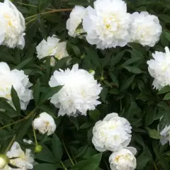 PAEONIA lactiflora 'Immaculée' - Pivoine de Chine