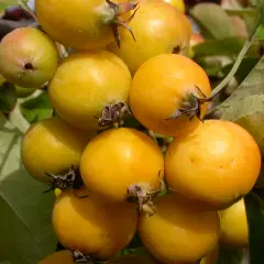 MALUS X 'Golden Hornet' - Pommier d'ornement, pommier à fleurs