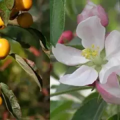 MALUS X 'Golden Hornet' - Pommier d'ornement, pommier à fleurs