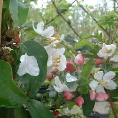 MALUS X 'Golden Hornet' - Pommier d'ornement, pommier à fleurs