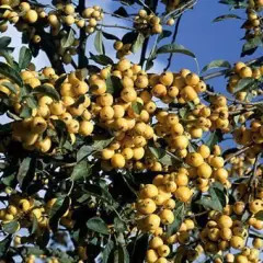 MALUS X 'Golden Hornet' - Pommier d'ornement, pommier à fleurs