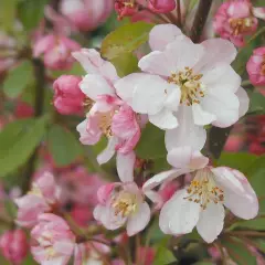 MALUS X 'Hillieri' - Pommier à fleurs 'Hillieri'