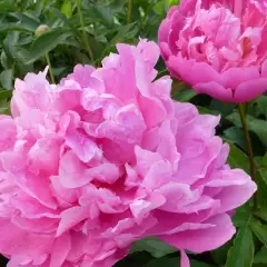 PAEONIA lactiflora 'Monsieur Jules Elie' - Pivoine de Chine