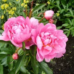 PAEONIA lactiflora 'Monsieur Jules Elie' - Pivoine de Chine