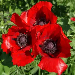 PAPAVER orientale 'Beauty of Livermere' - Pavot d'orient